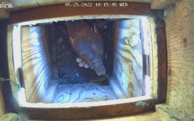 Eggs in Barn Owl Box