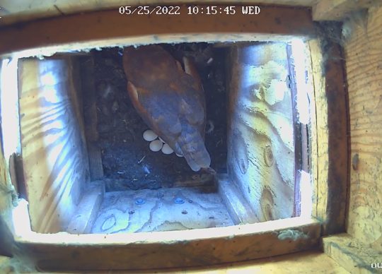 Eggs in Barn Owl Box