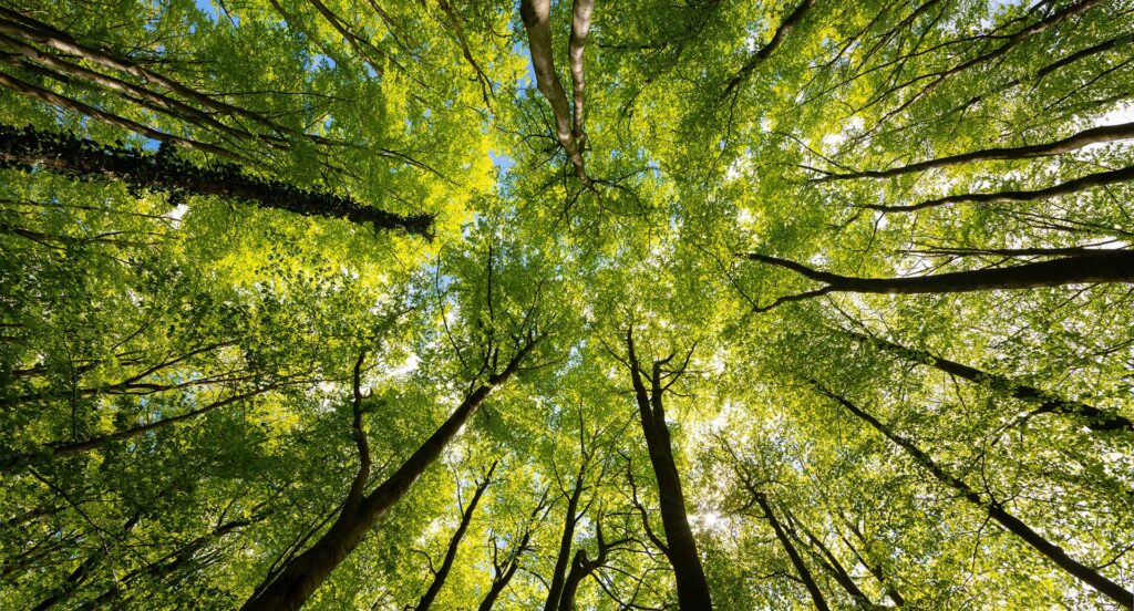 looking up at a canopy of trees