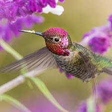 Hummingbird gathering nectar