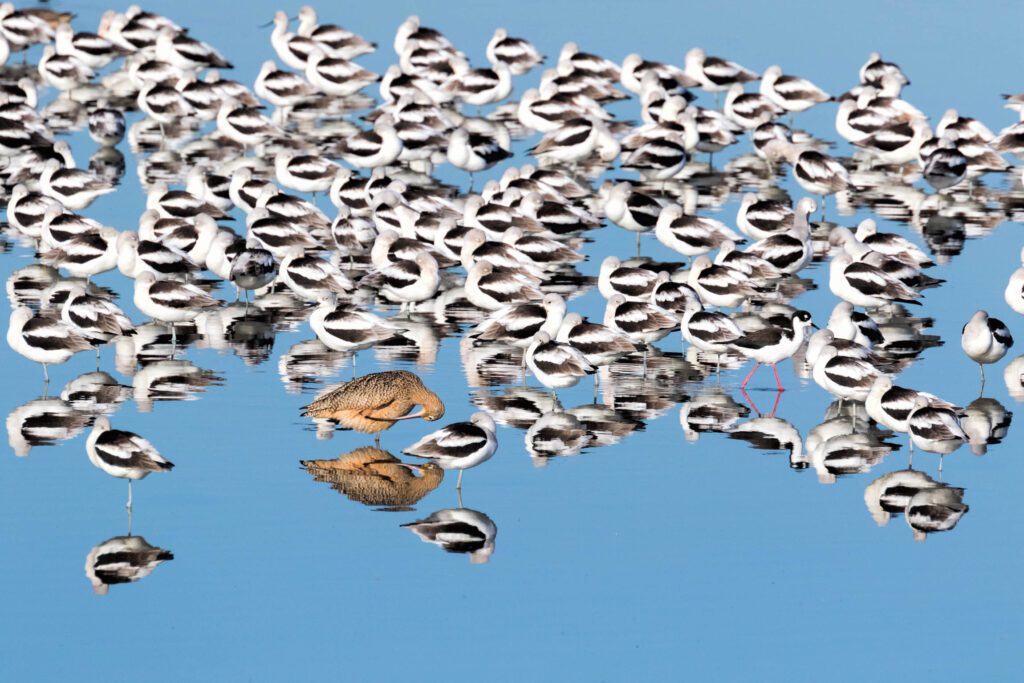 Shorebirds in calm blue water