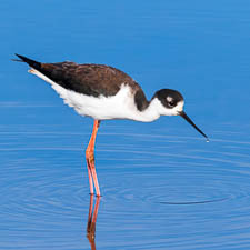 Black-necked stilt wading in blue water