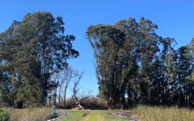 Will the Herons Return to Nest?