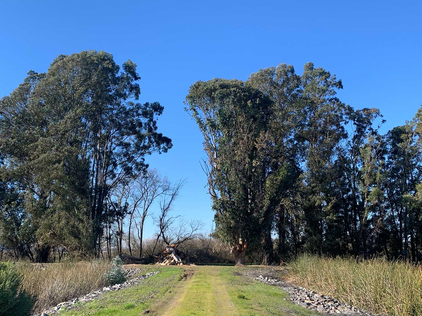 Pathway leading to Eucalyptus stand