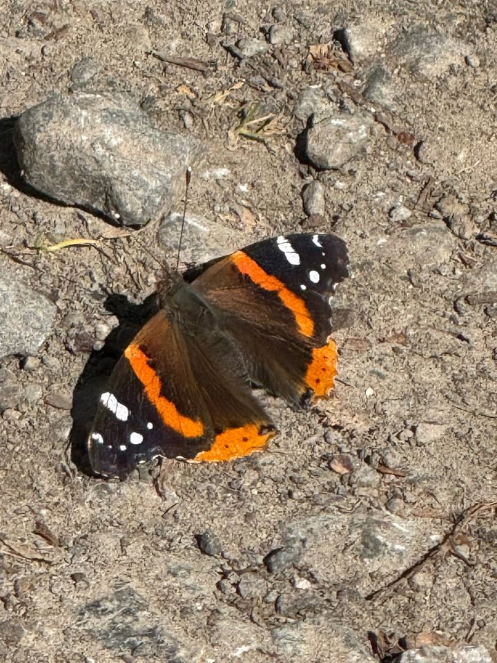Orange and black butterfly on the ground