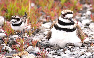 Killdeer