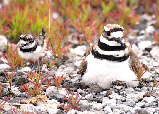 Killdeer